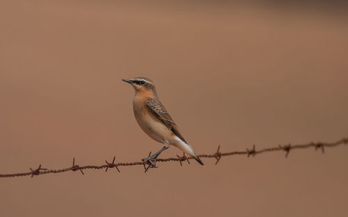 Bird perching on barbed wire against sky