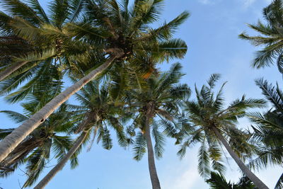 Low angle view of palm trees against clear sky