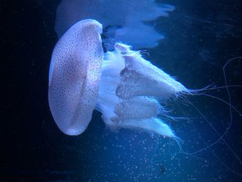 Close-up of jellyfish in sea