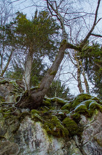 Low angle view of trees growing in forest