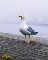 Seagull perching on a wood