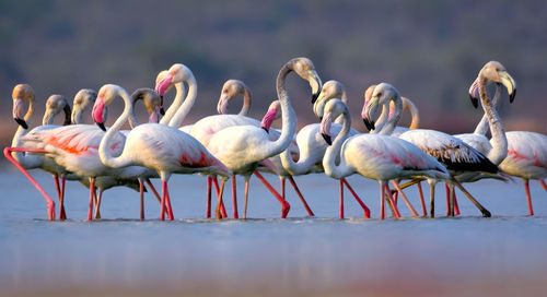 View of birds in water