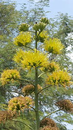 Low angle view of tree against yellow sky