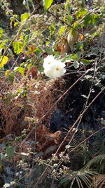 Low angle view of plants