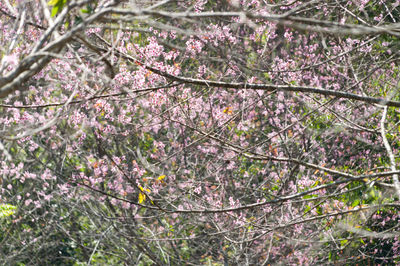 Cherry blossoms in spring