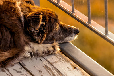 Close-up of a dog looking away