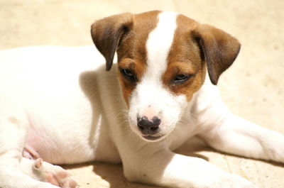 Close-up portrait of dog
