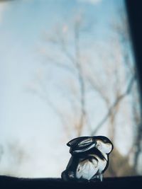 Close-up of horse against sky