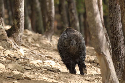 View of an animal on field