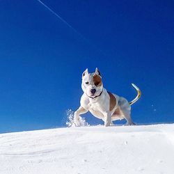 White dog on snow against clear blue sky