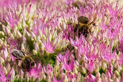 Close-up of bee pollinating on pink flower