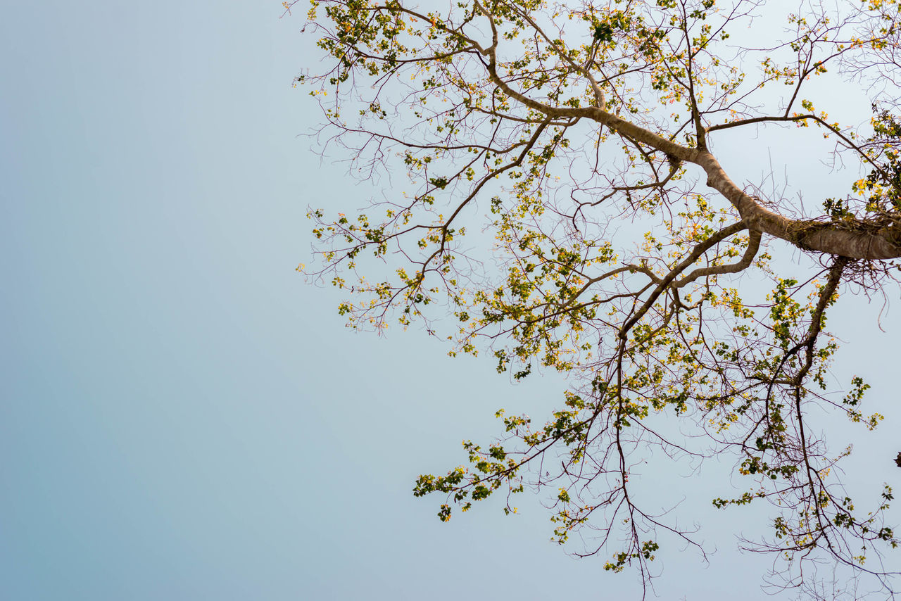 LOW ANGLE VIEW OF CHERRY BLOSSOM AGAINST SKY