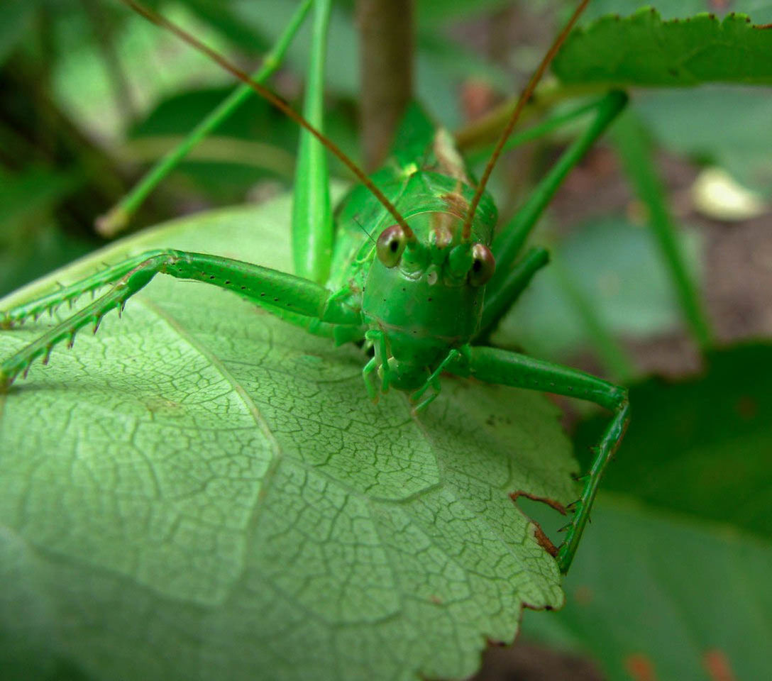 animal themes, green, animal, animal wildlife, one animal, insect, leaf, plant part, wildlife, close-up, macro photography, nature, grasshopper, animal body part, no people, plant, outdoors, day, focus on foreground