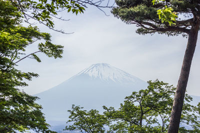 Low angle view of trees on snowcapped mountain