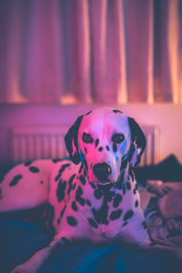 Portrait of dog relaxing on bed at home
