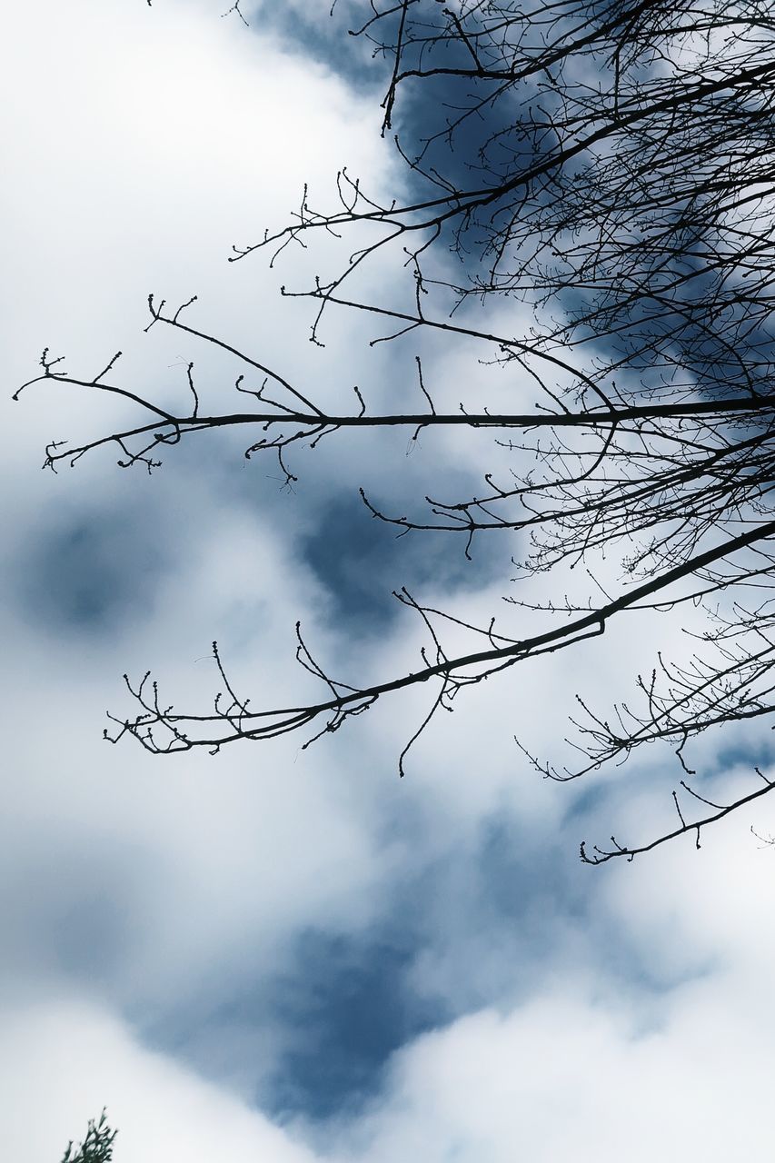 LOW ANGLE VIEW OF BARE TREE AGAINST SKY