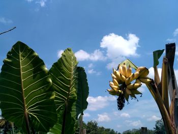 Low angle view of banana tree against sky