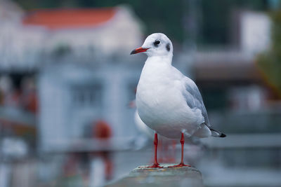 Close-up of seagull