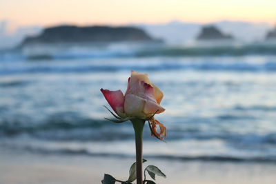 Close-up of rose against sea during sunset