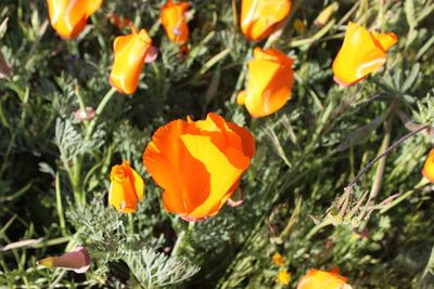 Close-up of orange flowers blooming outdoors