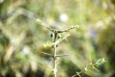 Close-up of insect on plant