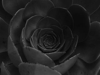 Close-up of rose plant