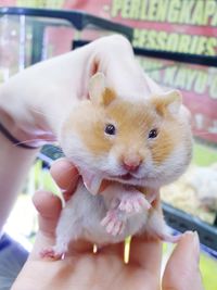 Hamster syria