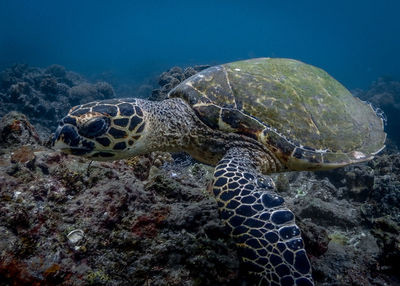 View of turtle in sea