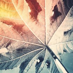 leaf