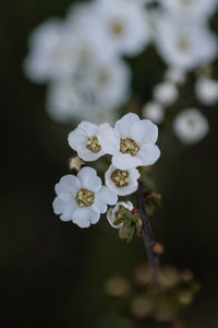 Close-up of white flowering plant