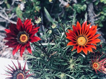 Close-up of red and orange flowering plants