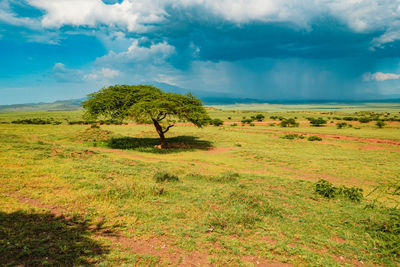 Scenic view of umbrella thorn acacia trees in ngorongoro conservation area in tanzania