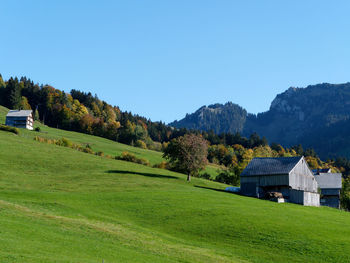 Scenic view of field against clear blue sky