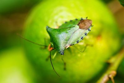 Close-up of insect on fruit