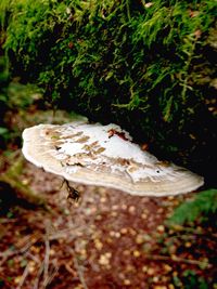 Close-up of tree trunk