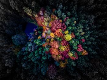 Close-up of multi colored leaves against black background