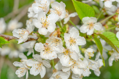 Close-up of white cherry blossoms