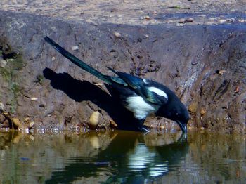 Bird flying over lake