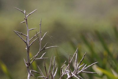 Close-up of dead plant