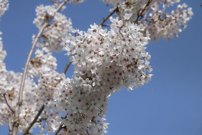 Low angle view of cherry blossoms against sky