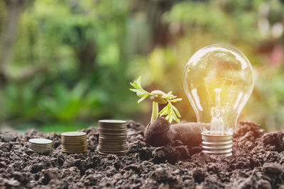 Close-up of stacked coins by light bulb on soil