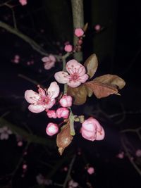 Close-up of pink flowers blooming on tree