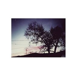 Low angle view of bare trees against sky