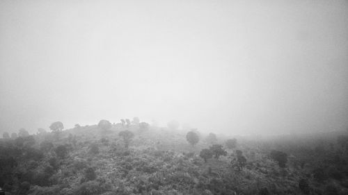 Trees on landscape against sky