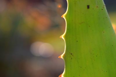 Close-up of prickly pear cactus