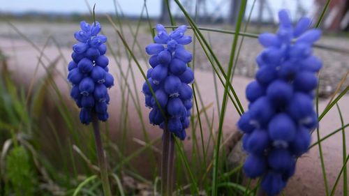 Close-up of purple flowers against blurred background