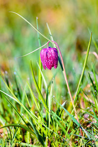 Close-up of flower growing in field