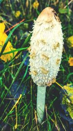Close-up of insect on grass