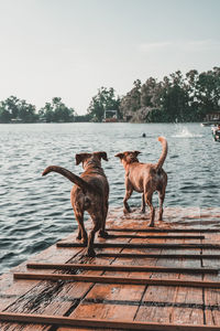 Dogs running on street