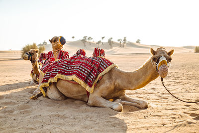 Camels sitting on sand at desert